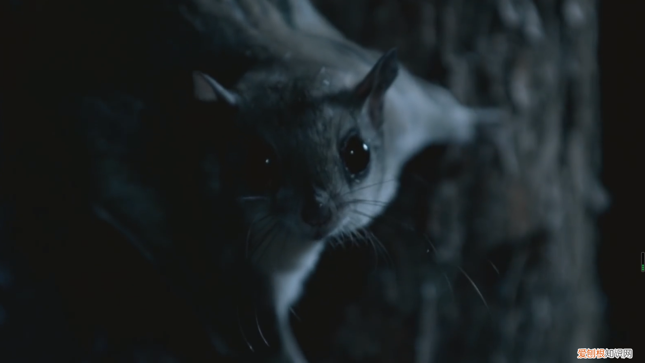 什么样的寒号鸟?寒号鸟长什么样?照片真实