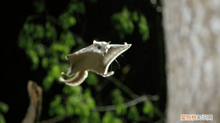 什么样的寒号鸟?寒号鸟长什么样?照片真实