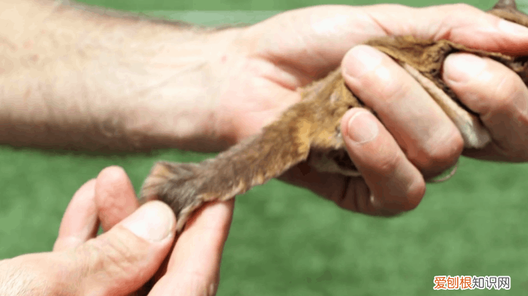 什么样的寒号鸟?寒号鸟长什么样?照片真实