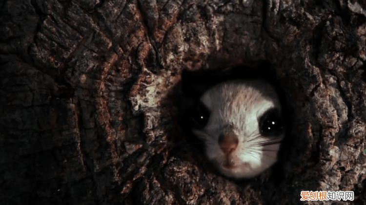 什么样的寒号鸟?寒号鸟长什么样?照片真实