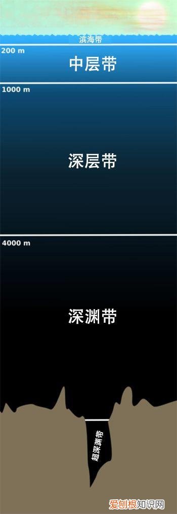 鬼鲨鱼是什么样子的？专家：鬼鲨！为何深海鱼大都很丑