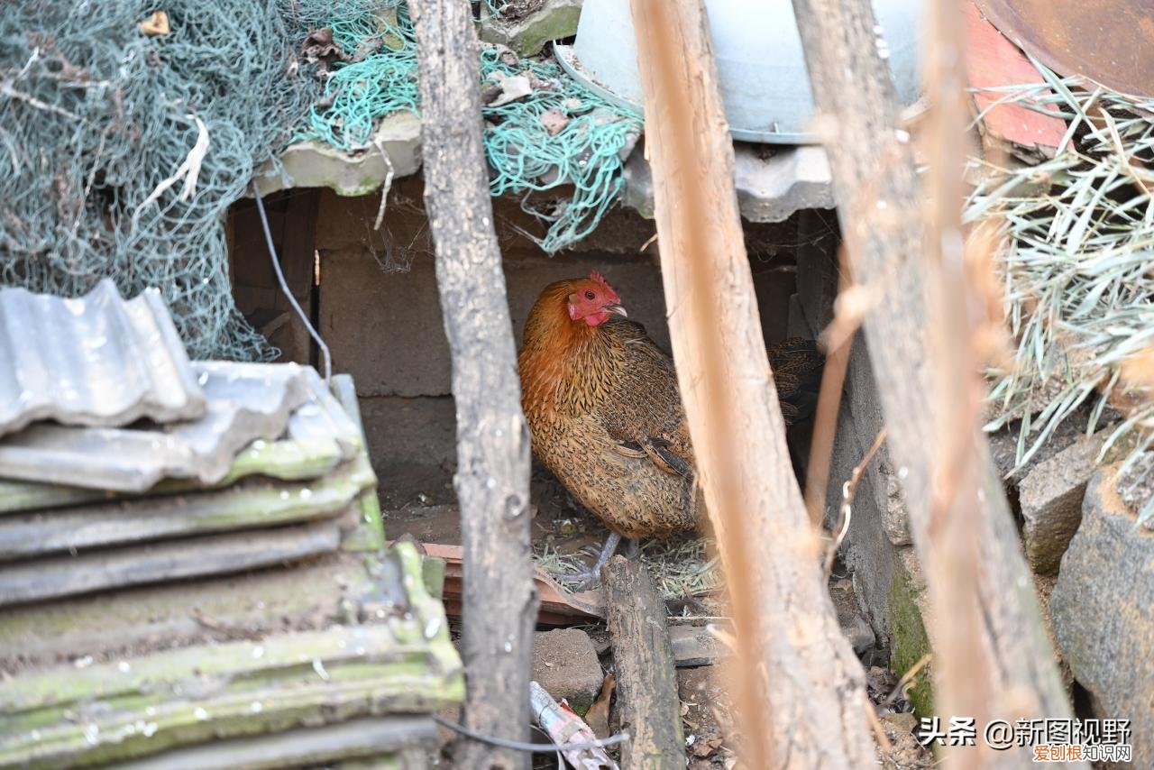 长寿的秘诀是什么？12岁奶奶，63岁儿子透露3个长寿原因