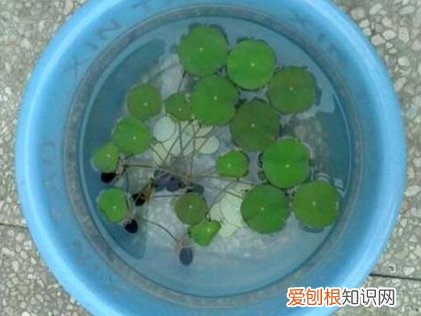 碗莲可以一直水养吗 碗莲的种植方法水培