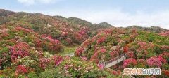 百里杜鹃在毕节哪个县，百里杜鹃景区哪个区好玩