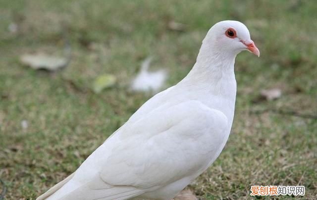 楼盘叫鸽子盘是什么意思，全自动孵化器孵鸽子注意事项