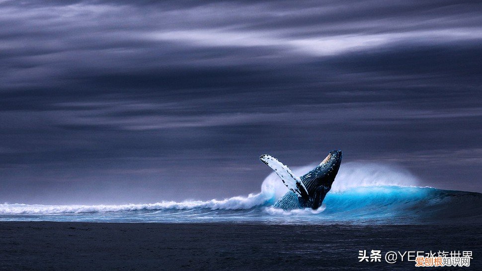 克柔龙生活在哪个世纪 克柔龙生活在什么时期