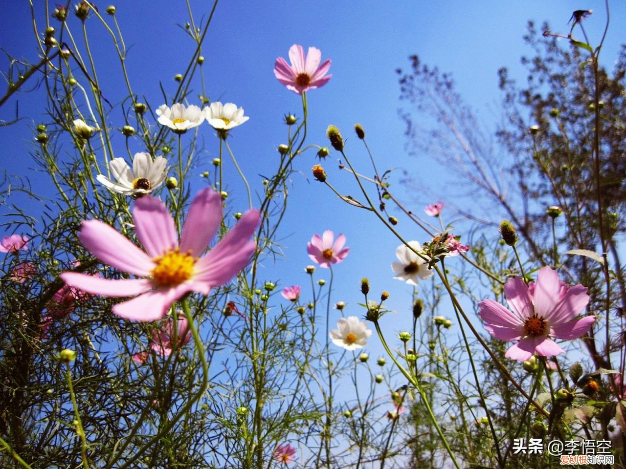 为什么自杀的人不顾亲人的感受