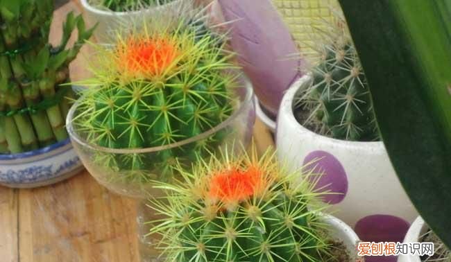 仙人球有什么优美别名，仙人球品种怎么区分 仙人球品种如何区分