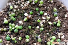 多肉种子多长时间发芽 多肉种子什么时间发芽