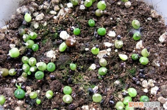 多肉种子多长时间发芽 多肉种子什么时间发芽