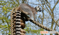 lemur是什么动物 lemur介绍