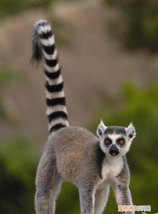 lemur是什么动物 lemur介绍