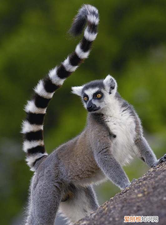 lemur是什么动物 lemur介绍