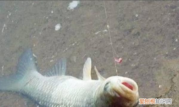 钓鱼不吃钩怎么回事