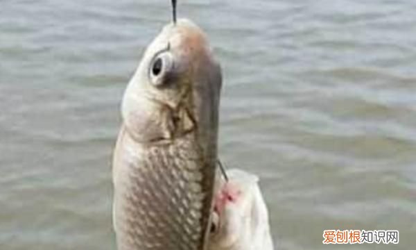 钓鱼不吃钩怎么回事