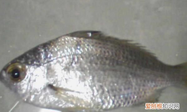 钓鱼不吃钩怎么回事