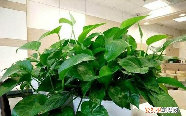 绿萝多长时间浇一次水好 绿萝浇什么水长得快