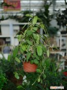 春季木绣球的扦插方法，球兰的扦插方法 球兰的扦插方法介绍