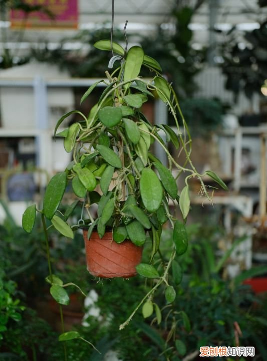 春季木绣球的扦插方法，球兰的扦插方法 球兰的扦插方法介绍