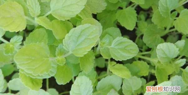 留兰香薄荷种植方法 留兰香薄荷种植方法是怎样的