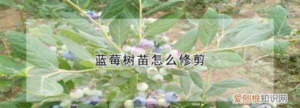 蓝莓移栽如何修剪摘心，蓝莓树如何修剪 蓝莓树怎么修剪