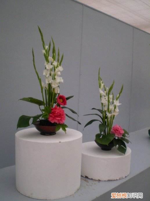 盆栽牡丹冬丹怎么在室内?