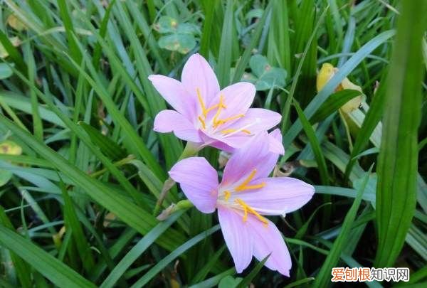 盆栽韭兰的养殖方法 盆栽韭兰的养殖方法介绍