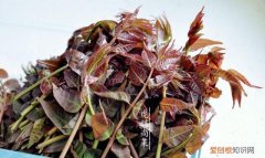 山东谷雨季节种什么菜，谷雨可以种什么 谷雨种什么好