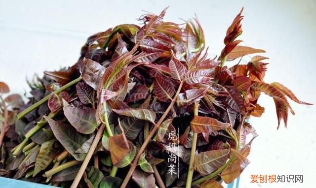山东谷雨季节种什么菜，谷雨可以种什么 谷雨种什么好