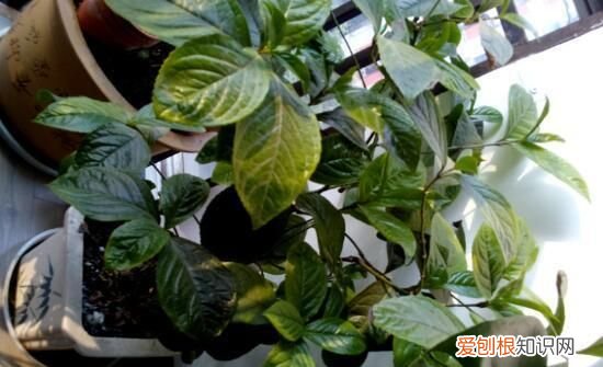 珠兰扦插方法 珠兰扦插方法是怎样的