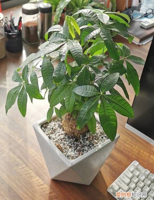 发财树怎么养才能更旺盛?教你两招,年年枝叶繁茂很皮实