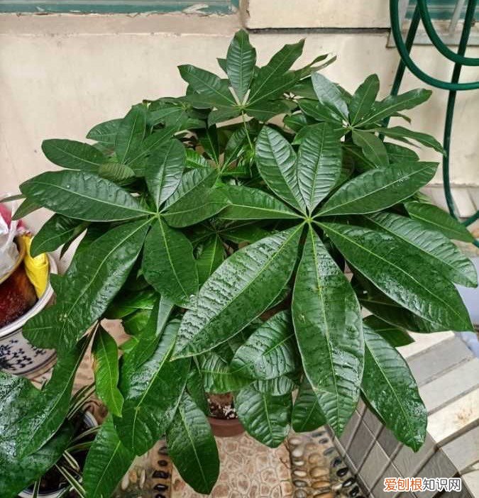 发财树怎么养才能更旺盛?教你两招,年年枝叶繁茂很皮实