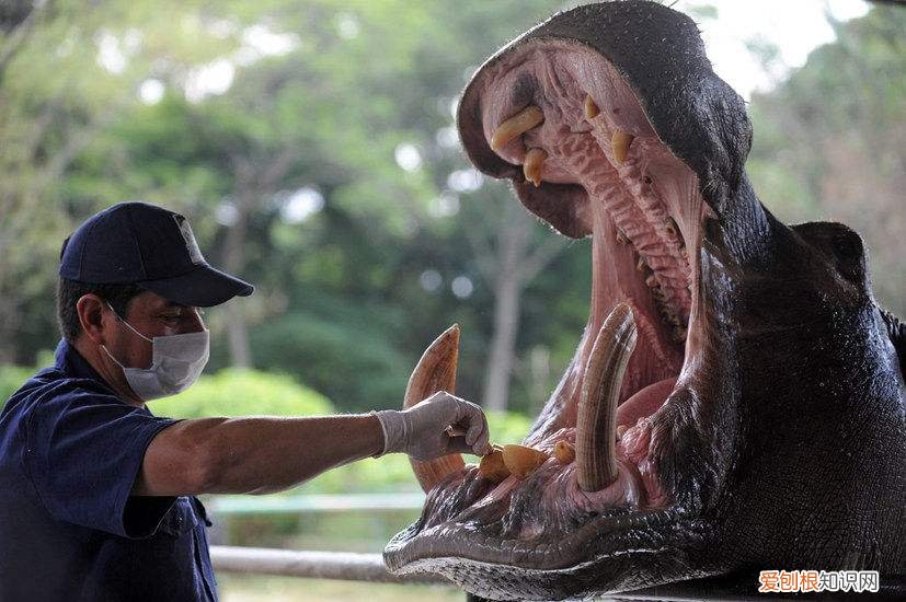 只得的拼音，只得读音为什么不是的