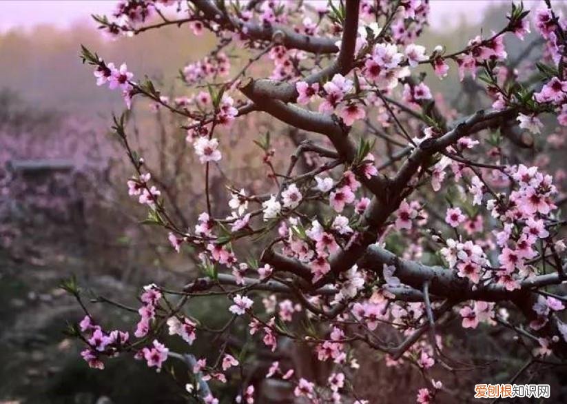 桃花源记描绘的并非人间仙境？桃花源记的恐怖真相是什么