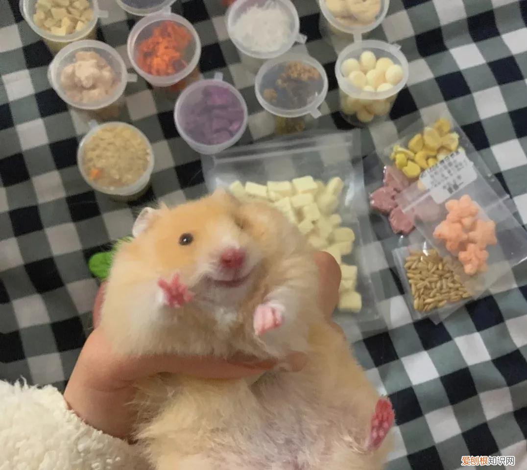 金丝熊需要每天喂食吗，金丝熊一天睡多久