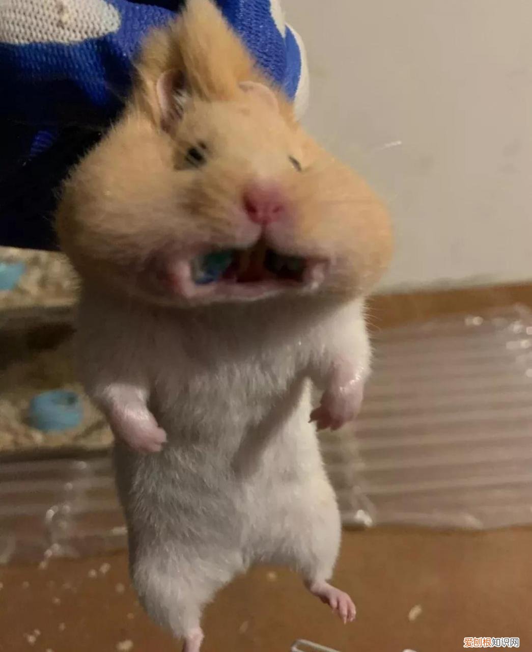 金丝熊需要每天喂食吗，金丝熊一天睡多久