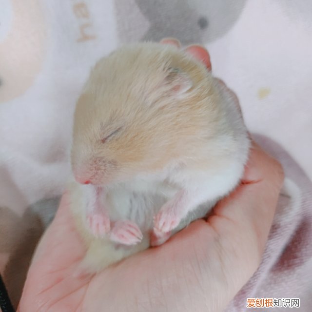 金丝熊需要每天喂食吗,怎样让金丝熊非常恋主