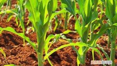 玉米快速催芽方法，种玉米时出苗非常关键的原因是