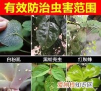 花露水能杀死螨虫，花露水能杀介壳虫