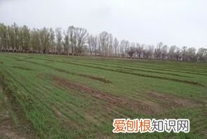 江苏小麦什么时候收割，春小麦和冬小麦什么时候播种什么时候收获