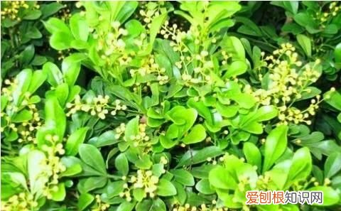 米兰方法和注意事项 米兰养殖方法和注意事项有哪些