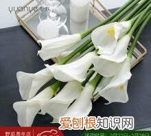 花杆固定方法,马蹄莲插花怎么养 马蹄莲插花的养殖方法