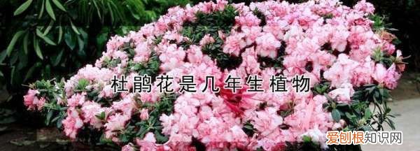 扦插杜鹃花多少年开花，杜鹃花的扦插繁殖方法