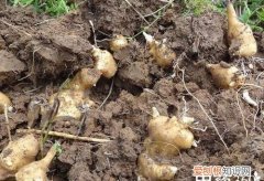 洋姜的功效与作用及副作用 洋姜的功效与作用及副作用简单介绍