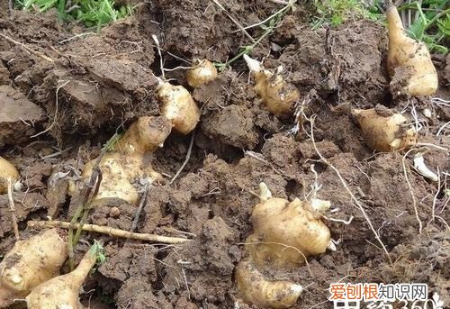 洋姜的功效与作用及副作用 洋姜的功效与作用及副作用简单介绍