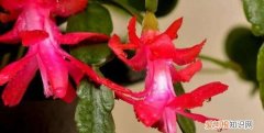 多层蟹爪兰的嫁接方法 多层蟹爪兰的嫁接养殖方法