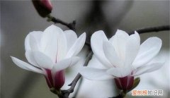 玉兰花怎么繁殖方法 玉兰花怎么繁殖方法是什么