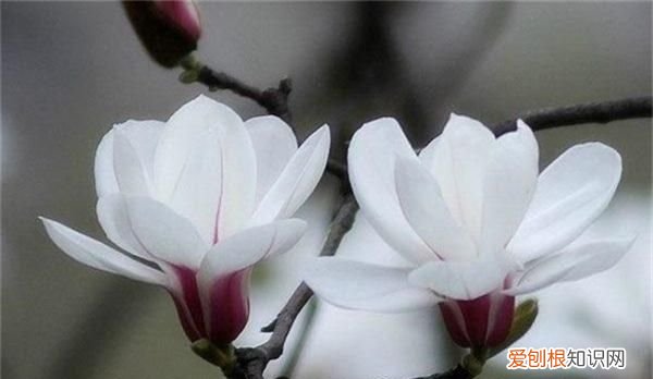 玉兰花怎么繁殖方法 玉兰花怎么繁殖方法是什么