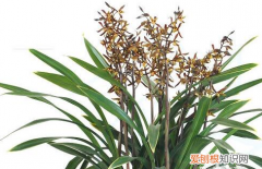 墨兰的浇水方法 墨兰怎么浇水