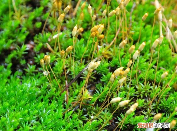 苔藓会开花 苔藓会不会开花